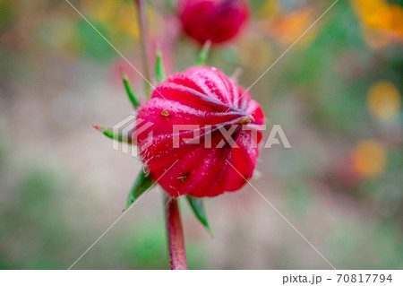 Roselle fruit in garden Roselle fruit in garden 70817794