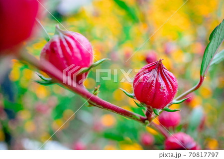 Roselle fruit in garden Roselle fruit in garden 70817797