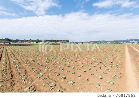 【苗を植え付けしたキャベツ畑】 70817965