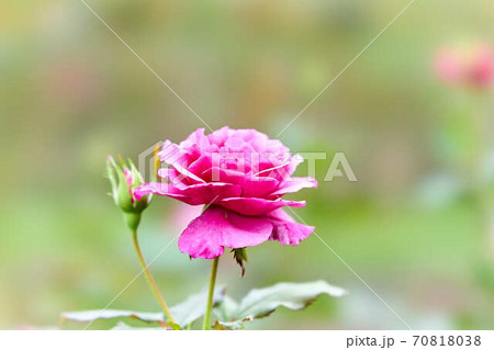 薔薇 ショッキングブルーの写真素材