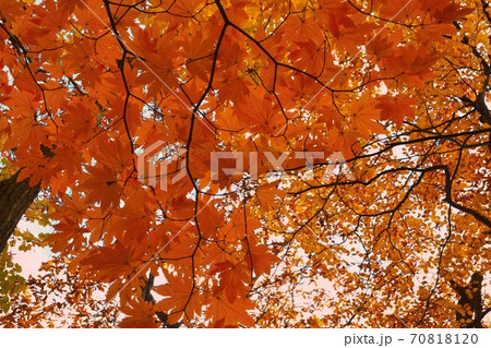 さらに紅く さらに紅く 70818120