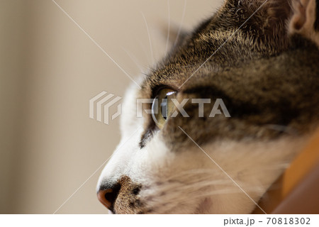 見つめる猫　キジトラ猫 70818302