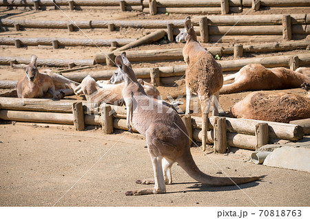 多摩動物公園のカンガルー】の写真素材 [70818763] - PIXTA