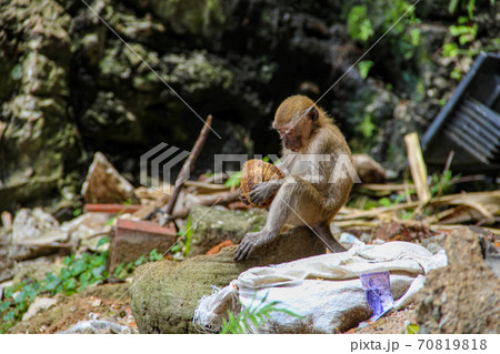 Little monkey eating coconut at Batucaves in Kuala Lumpur Little monkey eating coconut at Batucaves in Kuala Lumpur 70819818