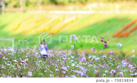 湘南三浦半島の花の名所神奈川県横須賀市久里浜花の国の秋(コスモス・秋桜) 湘南三浦半島の花の名所神奈川県横須賀市久里浜花の国の秋(コスモス・秋桜) 70819834