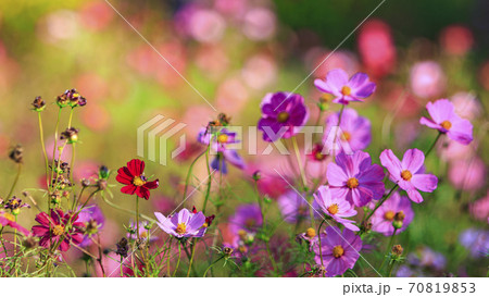湘南三浦半島の花の名所神奈川県横須賀市久里浜花の国の秋（コスモス・秋桜） 70819853