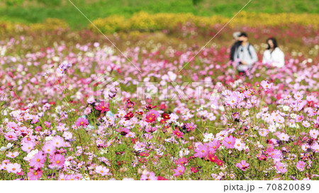 湘南三浦半島の花の名所神奈川県横須賀市久里浜花の国の秋（コスモス・秋桜） 70820089