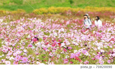 湘南三浦半島の花の名所神奈川県横須賀市久里浜花の国の秋（コスモス・秋桜） 70820090