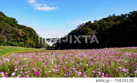湘南三浦半島の花の名所神奈川県横須賀市久里浜花の国の秋(コスモス・秋桜) 湘南三浦半島の花の名所神奈川県横須賀市久里浜花の国の秋(コスモス・秋桜) 70820119