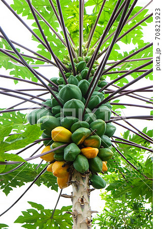 パパイヤの木、緑色と黄色のパパイヤの実 70821923