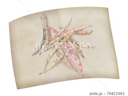 和紙にのせた鞘付きのささげ豆 野菜 素材 白バック 透過 png【水彩】 70822061