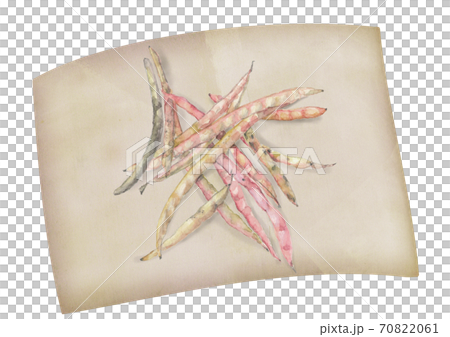 和紙にのせた鞘付きのささげ豆 野菜 素材 白バック 透過 png【水彩】 70822061