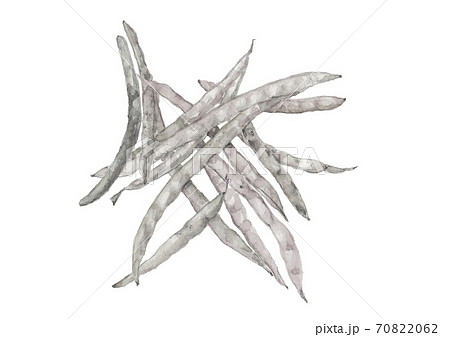 鞘付きのささげ豆 野菜 素材 モノトーン 白バック 透過 png【水墨画風】 70822062