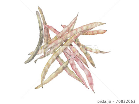 鞘付きのささげ豆 野菜 素材 白バック 透過 png【水彩】 70822063