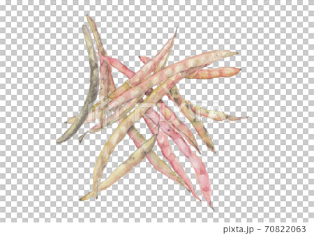 鞘付きのささげ豆 野菜 素材 白バック 透過 png【水彩】 70822063