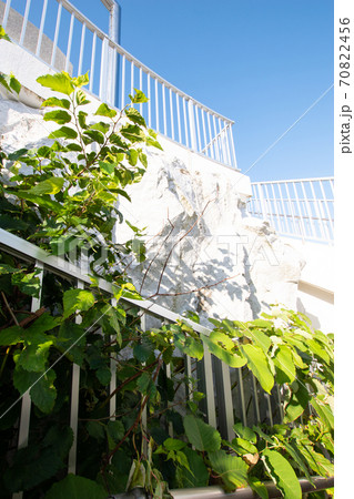 建物に巻きつく植物の写真素材