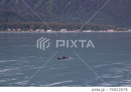 アメリカ、キーナイ・フィヨルド国立公園のラッコ 70822676