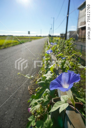 道端に咲く青いアサガオと太陽に照らされる地面 道端に咲く青いアサガオと太陽に照らされる地面 70822760