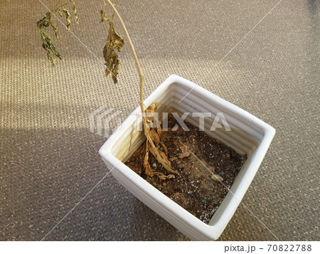 植木鉢で枯れた花 70822788