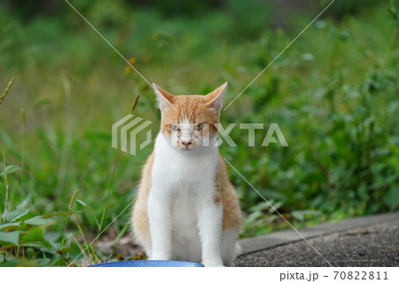 朝ごはんを食べてぽかぽかひなたぼっこのまったりとする若い野良猫茶白 朝ごはんを食べてぽかぽかひなたぼっこのまったりとする若い野良猫茶白 70822811