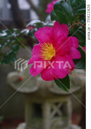 京都・高峯の山茶花と石灯篭 70822826