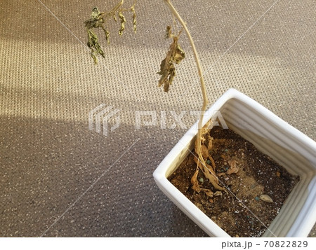 植木鉢で枯れた花 70822829
