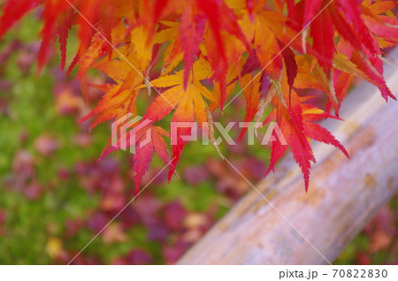 京都・光悦寺の紅葉と竹垣 70822830