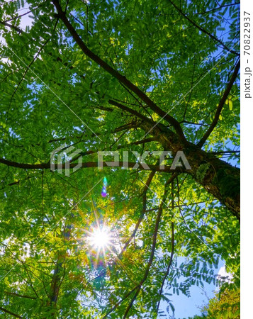 木の枝から漏れる木漏れ日 70822937