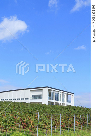 秋の椀子ワイナリーとヴィンヤード 70823194