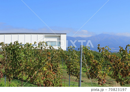 秋の椀子ワイナリーとヴィンヤード 70823197