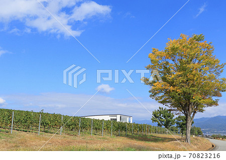 秋の椀子ワイナリーとヴィンヤード 70823216