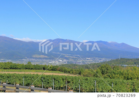 秋の椀子ヴィンヤード 70823269