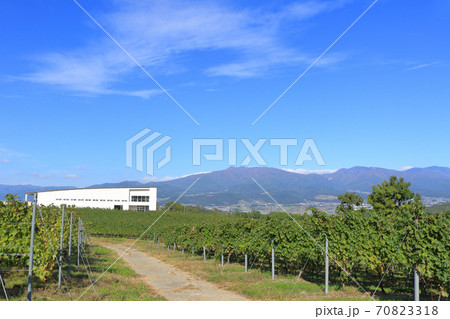 秋の椀子ワイナリーとヴィンヤード 70823318