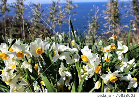 日本海の大海原を背景に映える白い水仙の花の写真素材