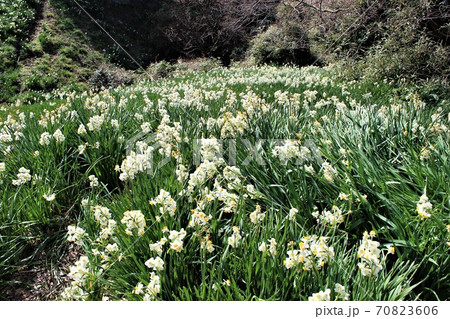 斜面を埋め尽くす一面の白い水仙の花の写真素材 斜面を埋め尽くす一面の白い水仙の花の写真素材
