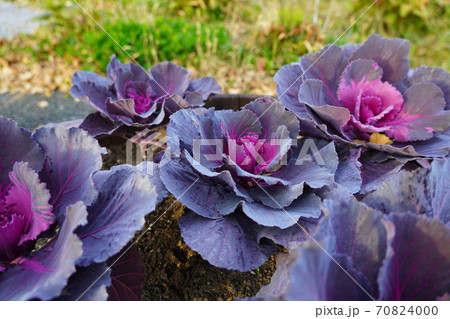 十勝が丘公園の葉ボタン 70824000