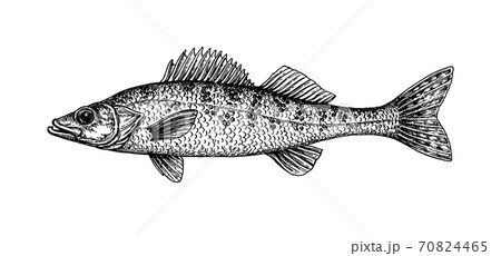 Walleye fish ink sketch 70824465