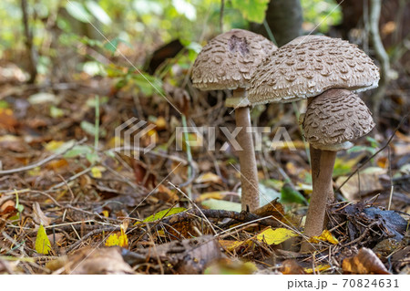 Trinity of parasol mushrooms 70824631
