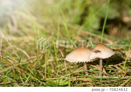 Pair of earthy inocybe mushrooms with insect on the cap. 70824632