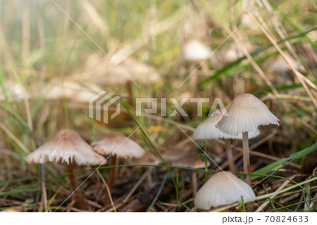 Group of earthy inocybe wild poisonous mushrooms. 70824633