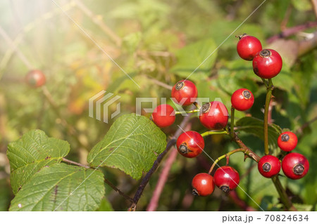 Rose hip berries with leaves on rose hip bush. 70824634