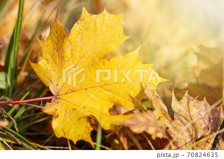 Macro photo of a fallen yellow maple leaf 70824635
