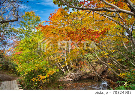 青森県八甲田　田代平湿原に向かい通路の紅葉 70824985