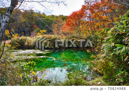 青森県八甲田　田代平湿原の紅葉に囲まれた龍神沼 70824988
