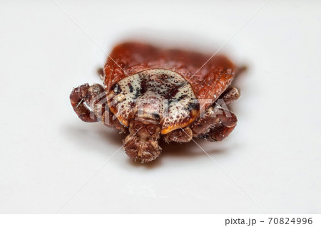 Tick over white background macro 70824996