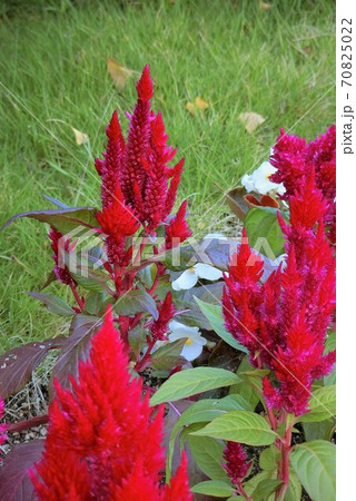 花壇に咲く赤いケイトウの花の写真素材