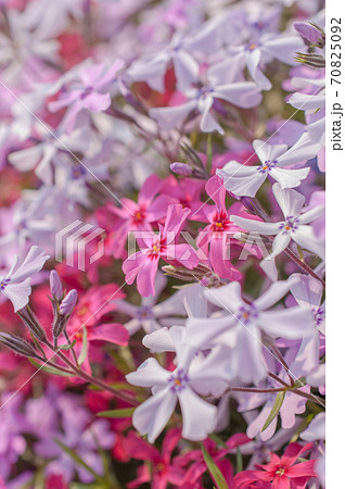 一面の芝桜景色 一面の芝桜景色 70825092