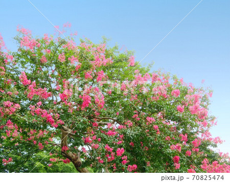 夏の終わりに咲くサルスベリの花の写真素材