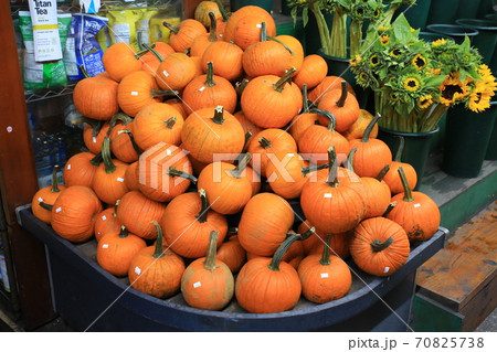 Halloween pumpkin store in new york Halloween pumpkin store in new york 70825738