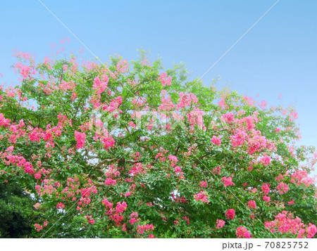 夏の終わりに咲くサルスベリの花の写真素材